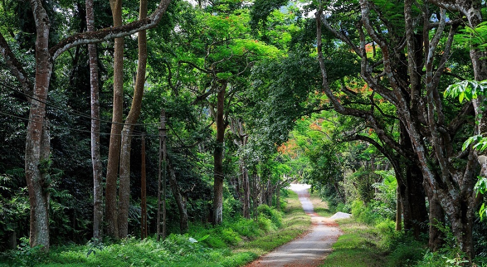 Cucphuongpark