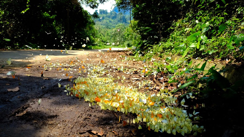 Cucphuongpark
