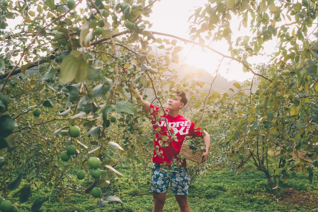 Orchard